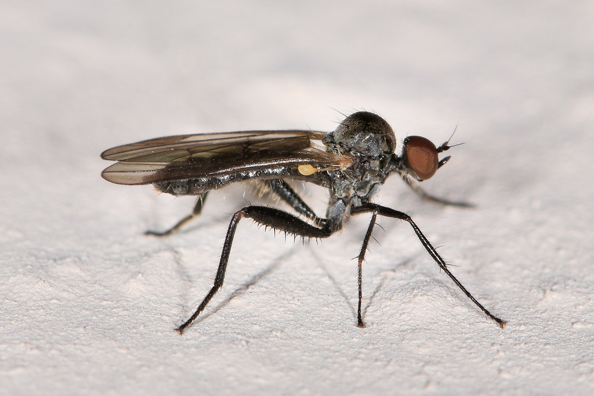 Hybotidae: Hybos sp.?  Sì !